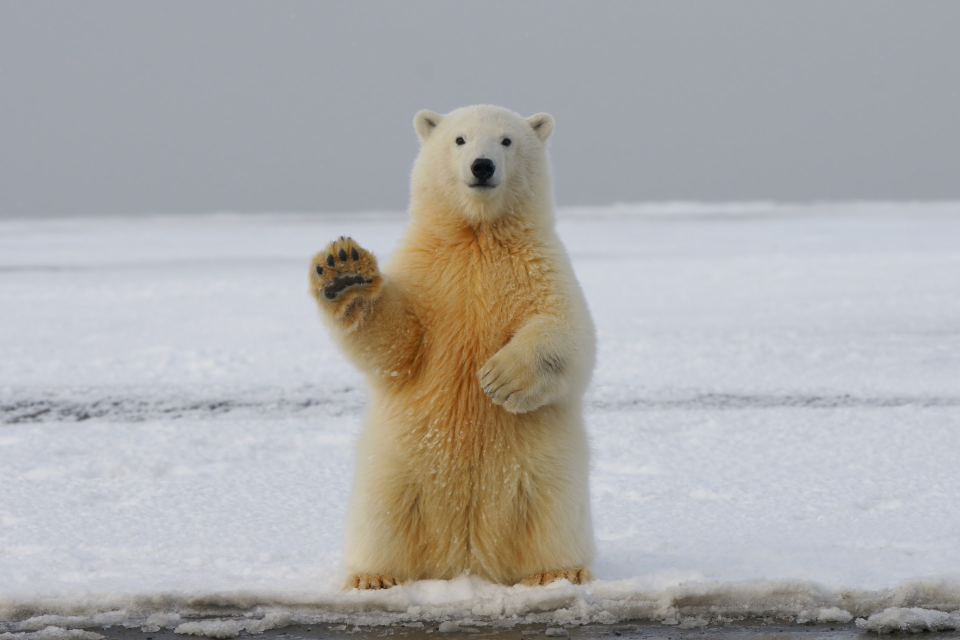 El oso «Polar»
